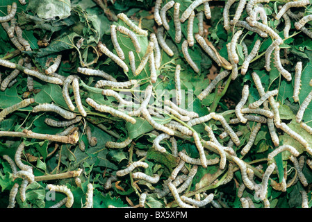 Seidenraupen, fünfter instar Seidenraupe Larven ernähren sich von Maulbeerblätter, Chiang Mai, Thailand Stockfoto