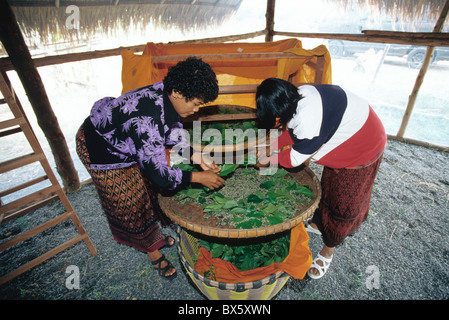 Seidenraupe Bauernhof, zwei Frauen, die Fütterung/Platzierung von Mulberry Blätter auf Tablett, Stockfoto