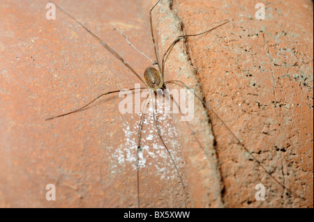 Garten Tierwelt, Arachnid, "Harvestman", Leiobunum Rotundum, ruht auf Terrakotta Blumentöpfe, Norfolk, UK, August Stockfoto