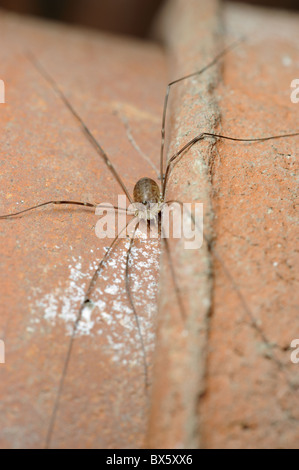 Garten Tierwelt, Arachnid, "Harvestman", Leiobunum Rotundum, ruht auf Terrakotta Blumentöpfe, Norfolk, UK, August Stockfoto