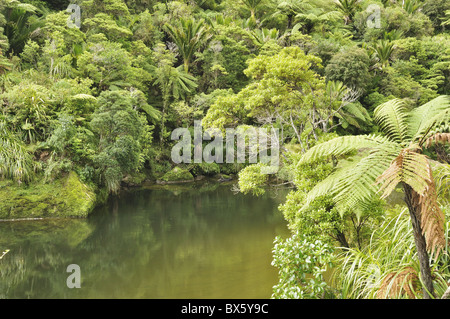 Pororari River, West Coast, Südinsel, Neuseeland, Pazifik Stockfoto