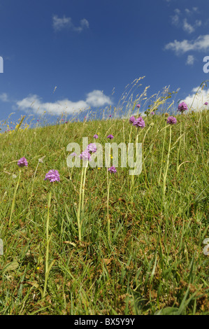 Pyramidale Orchideen, Anacamptis Pyramidalis wachsen auf Kreide Grünland, Norfolk, Großbritannien, Juli Stockfoto