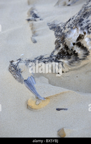 Toten Gannet Arten auf Tideline, Norfolk, UK, Oktober Stockfoto