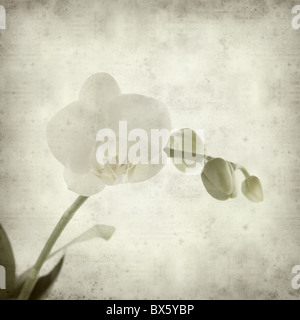 strukturierten alten Papierhintergrund mit weißen Phalaenopsis Orchideen stammen mit einer offenen Blüte Stockfoto