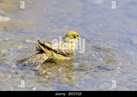 Goldammer (Emberiza Citrinella) männlich Baden in Pfütze, Norfolk, UK, Juni Stockfoto