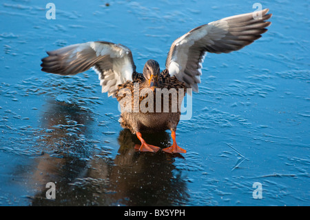 Mallard duck Landung auf zugefrorenen See. Stockfoto