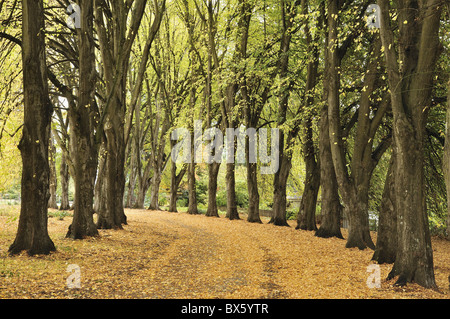 Gasse in Wanaka Station Park, Wanaka, Otago, Südinsel, Neuseeland, Pazifik Stockfoto