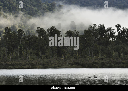 Schwarze Schwäne (Cygnus olor), am Lake Moeraki, West Coast, Südinsel, Neuseeland, Pazifik Stockfoto