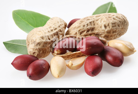 Erdnüsse mit Blättern auf weißem Hintergrund Stockfoto