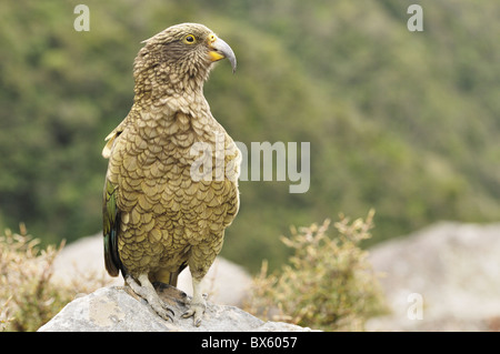 Kea (Nestor Notabilis), Arthur Pass, Hochland von Canterbury, Südinsel, Neuseeland, Pazifik Stockfoto