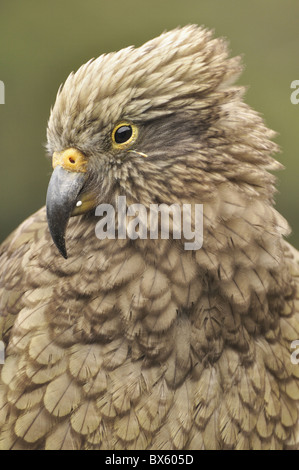 Kea (Nestor Notabilis), Arthur Pass, Hochland von Canterbury, Südinsel, Neuseeland, Pazifik Stockfoto