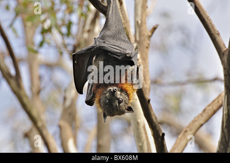 Grey-headed Flughund (Pteropus Poliocephalus), Yarra Bend Park, Melbourne, Victoria, Australien, Pazifik Stockfoto