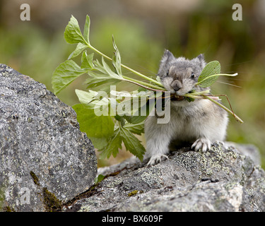 Collared Pika (Ochotona Collaris) Einnahme von Essen nach einem Cache, Hatcher Pass, Alaska, Vereinigte Staaten von Amerika, Nordamerika Stockfoto