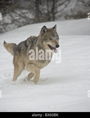 Grauer Wolf (Canis Lupus) laufen im Schnee in Gefangenschaft, in der Nähe von Bozeman, Montana, Vereinigte Staaten von Amerika, Nordamerika Stockfoto