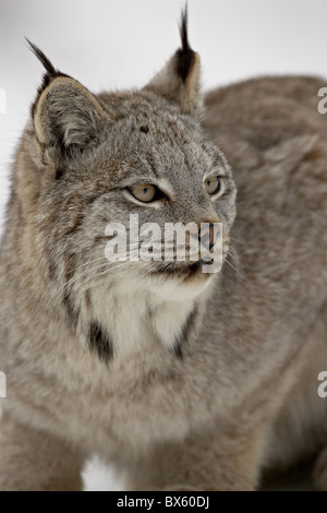 Kanadischer Luchs (Lynx Canadensis) im Schnee in Gefangenschaft, in der Nähe von Bozeman, Montana, Vereinigte Staaten von Amerika, Nordamerika Stockfoto