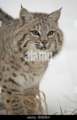 Rotluchs (Lynx Rufus) im Schnee in Gefangenschaft, in der Nähe von Bozeman, Montana, Vereinigte Staaten von Amerika, Nordamerika Stockfoto