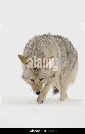 Kojoten (Canis Latrans) im Schnee, Yellowstone-Nationalpark, Wyoming, Vereinigte Staaten von Amerika, Nordamerika Stockfoto