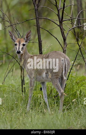 Gemeinsamen Duiker oder grau Duiker (Sylvicapra Grimmia), Krüger Nationalpark, Südafrika, Afrika Stockfoto