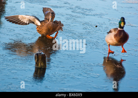 harte Landung! Stockente Enten Land auf einem zugefrorenen See. Stockfoto