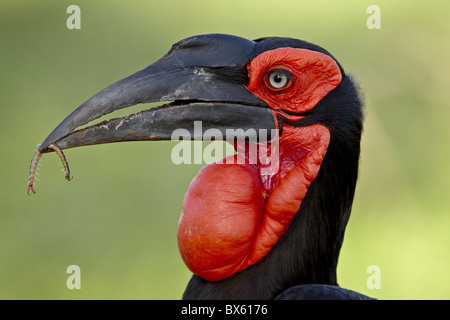 Süd-Hornrabe (Hornrabe) (Bucorvus Leadbeateri), Krüger Nationalpark, Südafrika, Afrika Stockfoto