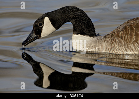 Kanadagans (Branta Canadensis) mit Reflexion beim Schwimmen und trinken, Denver City Park, Denver, Colorado, USA Stockfoto