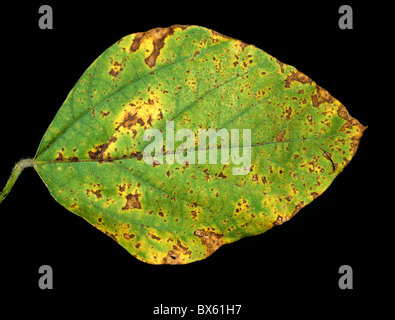 Bakterielle Fäulnis (Pseudomonas Syringae PV-Glycinea) auf Soja-Bohne-Blatt Stockfoto