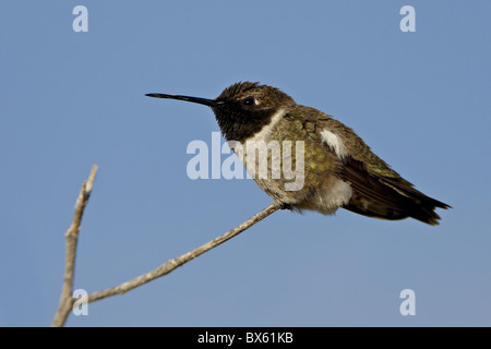 Männliche schwarzer-chinned Kolibri (Archilochos Alexander), Sweetwater Feuchtgebiete, Tucson, Arizona, USA Stockfoto