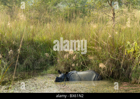 wilde Rhinoceros Unicornis im Chitwan Nationalpark, nepal Stockfoto