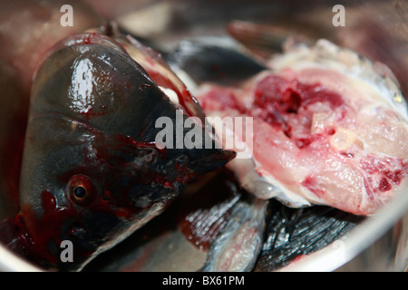 Innereien, Eingeweide, Dogmeat, Karpfen Kopf, Karpfen, Vorbereitung, zerschnitten, Tötung, Weihnachtstisch, Fisch, Schorf, Squama, Hufeisen, Stockfoto