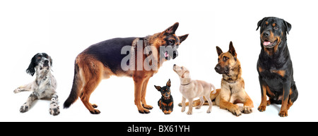 Gruppe von Hunden vor einem weißen Hintergrund Stockfoto