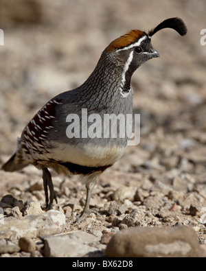 Männliche Gambels Wachteln (Art Gambelii), Elephant Butte Lake State Park, New Mexico, Vereinigte Staaten von Amerika, Nordamerika Stockfoto