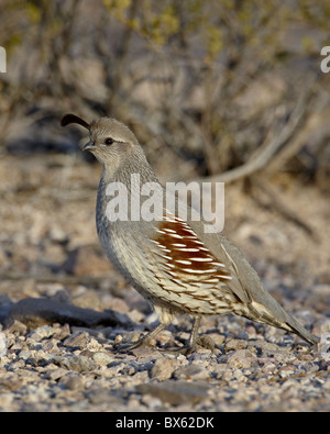 Weibliche GambelÔøΩs Wachteln (Art Gambelii), Elephant Butte Lake State Park, New Mexico, USA Stockfoto