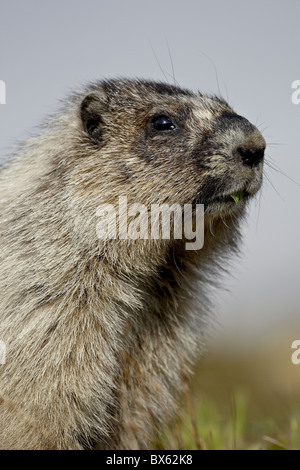 Hoary Murmeltier (Marmota Caligata), Glacier National Park, Montana, Vereinigte Staaten von Amerika, Nordamerika Stockfoto