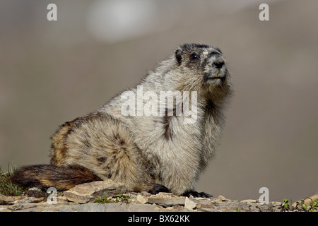 Hoary Murmeltier (Marmota Caligata), Glacier National Park, Montana, Vereinigte Staaten von Amerika, Nordamerika Stockfoto