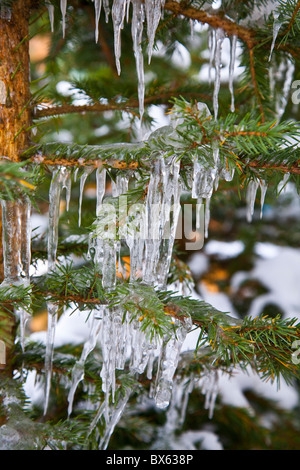Tanne in Eiszapfen bedeckt Stockfoto