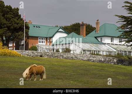 Pferd und Goverment House in Port Stanley, Falklandinseln (Malwinen), Südamerika Stockfoto