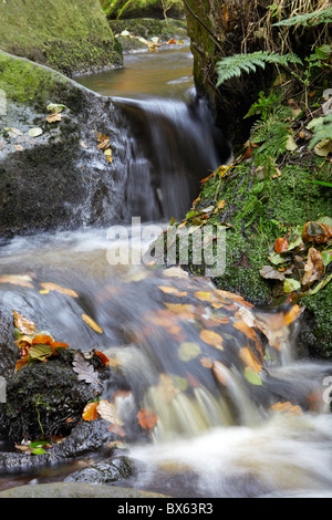 Herbstlaub in Burbage Brook, Padley Schlucht, Derbyshire Stockfoto