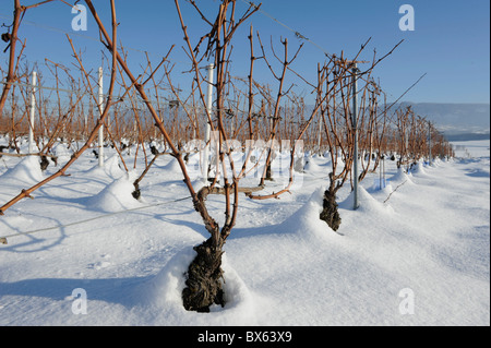 Weinreben unter dem Schnee im winter Stockfoto