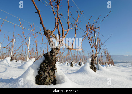 Weinreben unter dem Schnee im winter Stockfoto