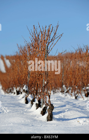 Weinreben unter dem Schnee im winter Stockfoto