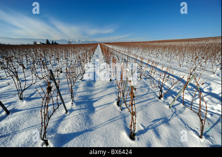 Weinreben unter dem Schnee im winter Stockfoto