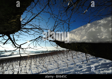 Weinreben unter dem Schnee im winter Stockfoto