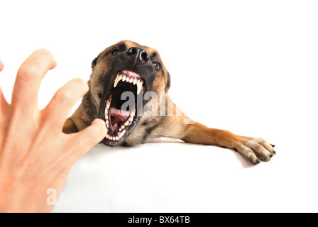 sehr wütend reinrassigen belgischen Schäferhund Malinois, konzentrieren sich auf die Augen des Hundes. Stockfoto