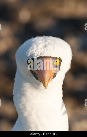 Nazca Booby (Sula Dactylatra), Suarez Point, Isla Espanola (Hood Island), Galapagos-Inseln, Ecuador, Südamerika Stockfoto