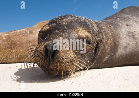 Galapagos-Seelöwe (Zalophus Wollebaeki), Gardner Bay, Isla Espanola, Galapagos-Inseln, UNESCO-Weltkulturerbe, Ecuador Stockfoto