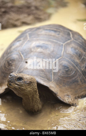 Riesenschildkröte an Galapaguera de Cerro Colorado, Brutzentrum, Isla San Cristobal, Galapagos, UNESCO Website, Ecuador Stockfoto