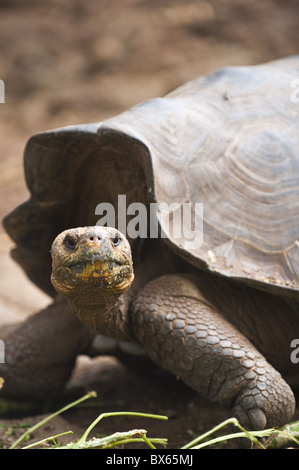 Riesenschildkröte an Galapaguera de Cerro Colorado, Brutzentrum, Isla San Cristobal, Galapagos, UNESCO Website, Ecuador Stockfoto