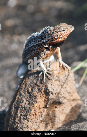 Lava-Eidechse, Port Egas, Isla Santiago, Galapagos-Inseln, UNESCO-Weltkulturerbe, Ecuador Stockfoto