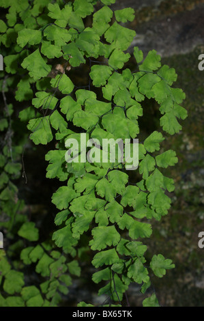 Venushaarfarns Capillus-Veneris tausend Farn Stockfoto