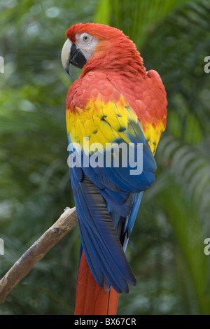 Hellroten Aras (Ara Macao), Macaw Bird-Bergpark, Copán, Honduras, Mittelamerika Stockfoto